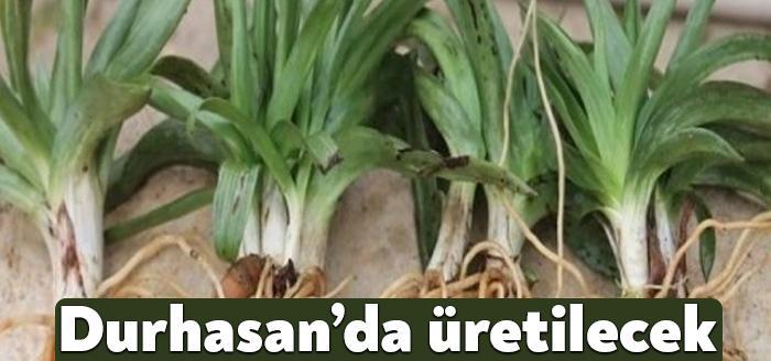 Kocaeli Haber - Üreticilere ekonomik getirisi yüksek olan alternatif ürünleri