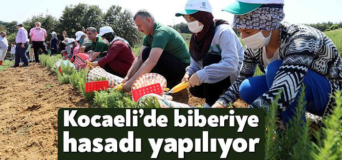 Kocaeli Haber- Kocaeli Büyükşehir’in tarım ve kırsal kesimi desteklemek amacıyla