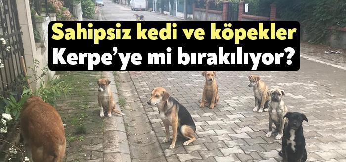 Kocaeli Haber- Kocaeli’deki sokak hayvanları sorunu her ilçede yoğun bir