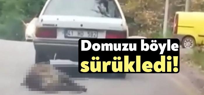 Kocaeli'nin Başiskele ilçesinde ölü domuzu otomobilin arkasına bağlayıp sürükleyen sürücünün görüntüleri, sosyal