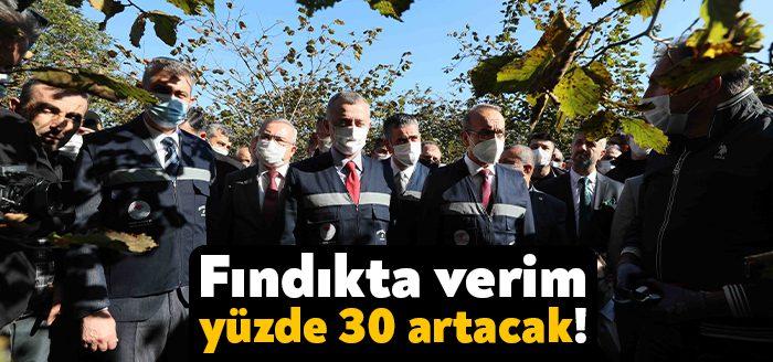 Kocaeli Haber - Kocaeli’deki fındık üretiminde yüksek kalite ve verimlilikte