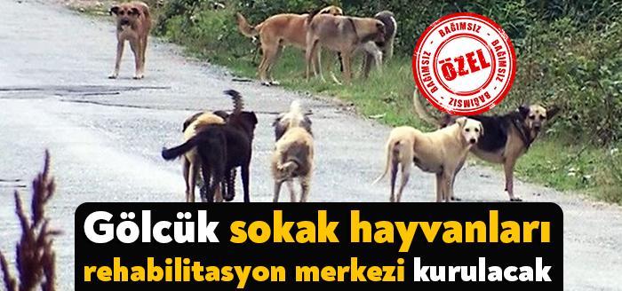 Gölcük Belediyesi ilçe genelinde büyük bir sorun haline gelen sokak