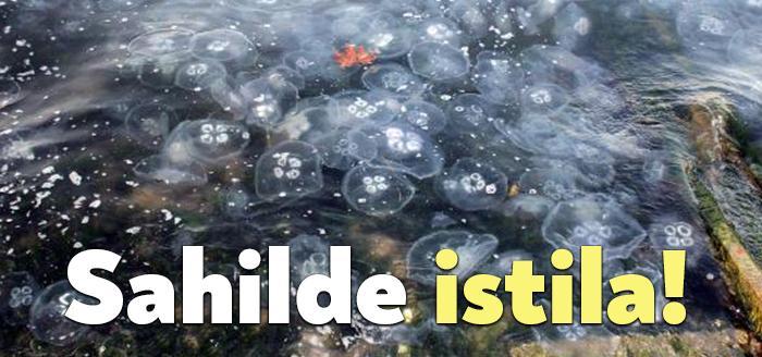 Kocaeli Haber- Kocaeli'nin Gölcük ilçesinde, sahil şeridinin bir bölümü denizanası istilasına uğradı.