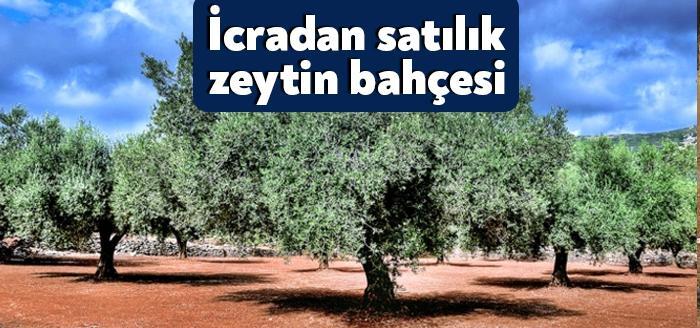 Kocaeli'nin Darıca ilçesinde ekonomik sıkıntılar yaşayan bir zeytin üreticisi icralık