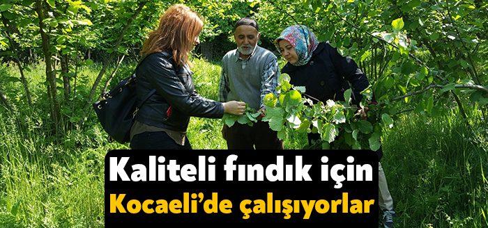 Kocaeli Haber - Büyükşehir’in Fındık Bahçelerinde Islah Çalışması Projesinde doğru