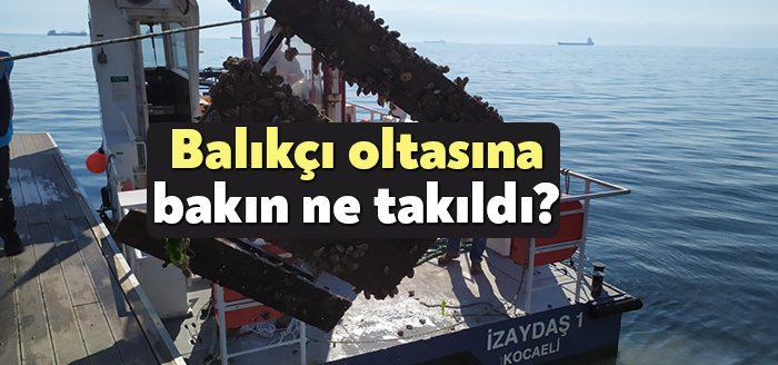 Kocaeli Haber- 6 bin yavru balığın İzmit Körfezi ile buluşturulduğu