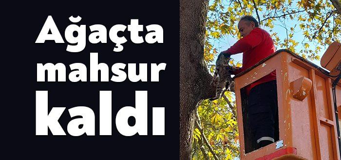 Kocaeli Haber-İzmit Belediyesi Park ve Bahçeler Müdürlüğü ekipleri, ağaçta mahsur