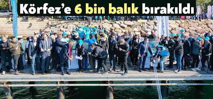 Kocaeli Haber- Büyükşehir’in İzmit Körfezi’ni balıklandırma projesi kapsamında 6 bin