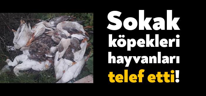 Kartepe Uzunçiftlik Mahallesi'nde ikamet eden Mücahit Yılmaz'ın beslediği damızlık kazlar