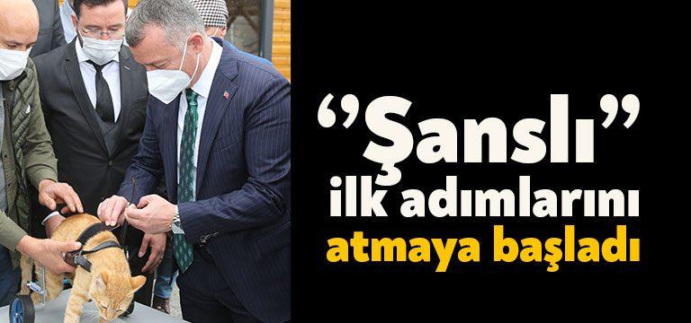 Kocaeli Haber-Büyükşehir’in Patilik Mutlu Sokak Hayvanları Kasabası yaralı hayvanlara umut