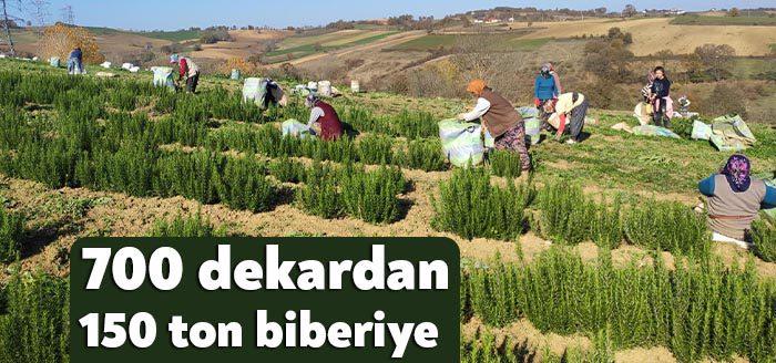 Kocaeli Haber - Büyükşehir’in TABİP projesi kapsamında 700 dekarlık alanda
