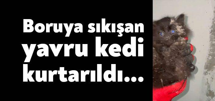 Kocaeli Haber - Kocaeli’nin Başiskele ilçesinde borunun içine sıkışan yavru