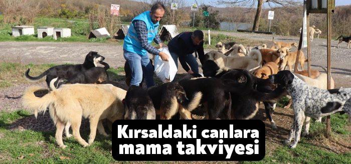 Kocaeli Haber - İzmit Belediyesi Veteriner İşleri Müdürlüğü ekipleri, Kartepe