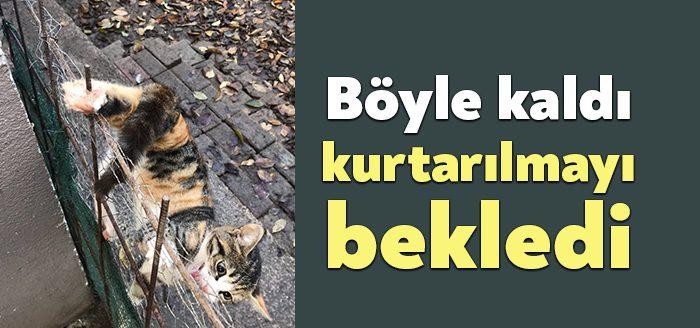 Kocaeli Haber- Kartepe ilçesinde arka patisi tel örgülere takılan kediyi