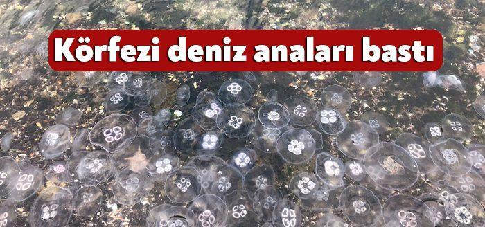 Kocaeli Haber – Kocaeli’nin incisi İzmit Körfezi’nde deniz anası popülasyonu