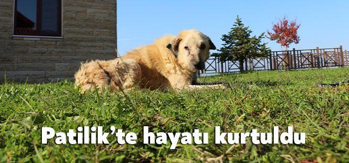 Kocaeli Haber - Kanser hastalığına yakalanmış bir köpeğin Büyükşehir’e bağlı