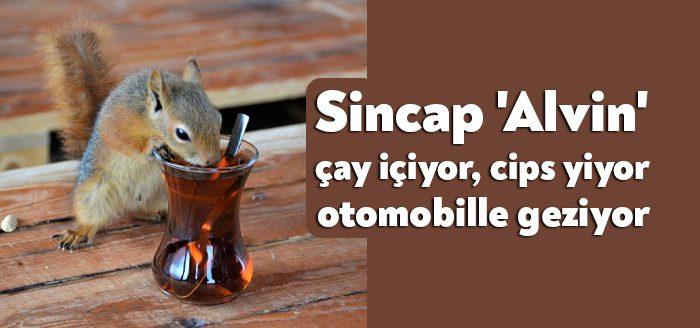 Kocaeli Haber - Kocaeli’de bir ağaç kovuğunda bulunan yavru sincap,
