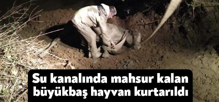 Kocaeli Haber - Kocaeli’de su kanalında mahsur kalan büyükbaş hayvan,