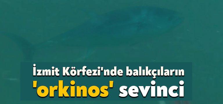 Kocaeli Haber-İzmit Körfezi'nde 50 yıl önce görülen orkinos balığı, körfezin