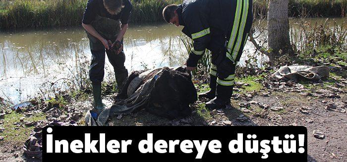 Kocaeli Haber- Kocaeli'de dereye düşen 6 aylık buzağı, itfaiye ekiplerinin