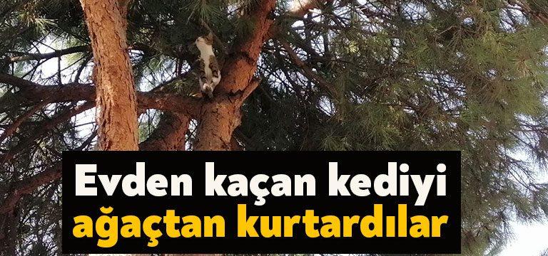 Kocaeli Haber-Kocaeli’de evden kaçan ve ağacın tepesine çıkan kedi, ağaçta
