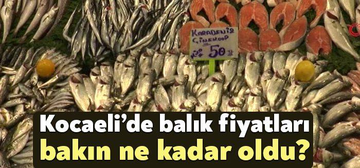 Kocaeli Haber- Kocaeli'de havaların soğumasıyla birlikte denizlerde balık bolluğu yaşanırken,