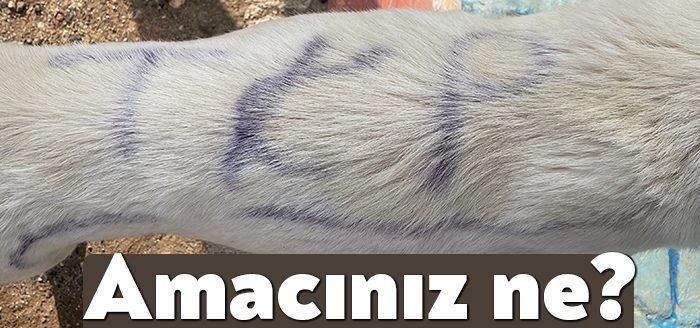 Kocaeli'nin Kandıra ilçesinde sokak köpeğinin sırtına 'TKP' yazılması büyük tepki