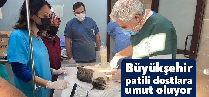 Sokak hayvanları için önemli bir sorun olan kırık çıkık tedavisi
