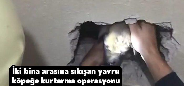 Kocaeli'de iki bina arasına sıkışan yavru köpek, itfaiye ekipleri tarafından