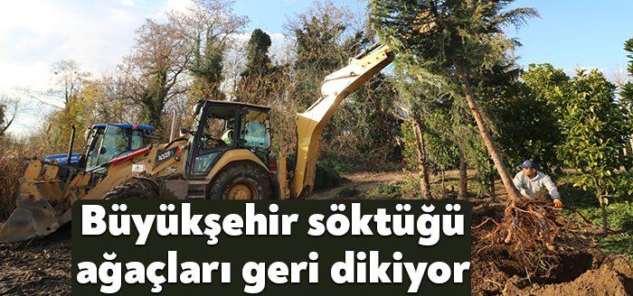Kocaeli Büyükşehir ekipleri, kent genelinde yerinden kaldırılan ağaçların geri dönüşüm