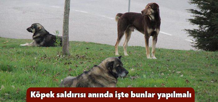 Son günlerde artan köpek saldırıları vatandaşların korkulu rüyası haline geldi.