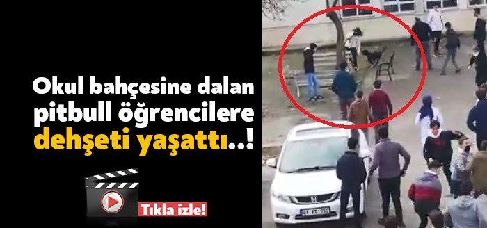Kocaeli’nin Darıca ilçesinde bir lisenin bahçesine dalan pitbull cinsi köpek,