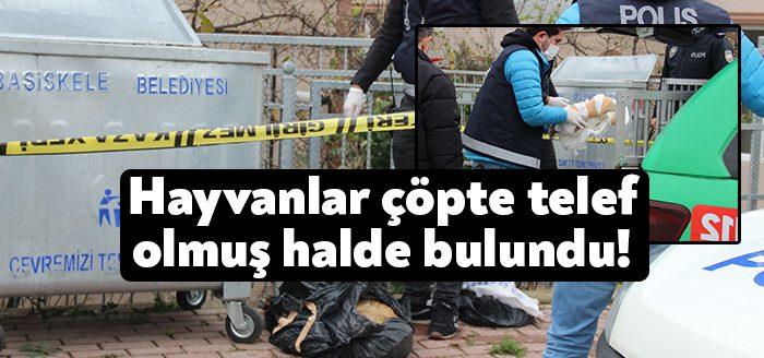 Kocaeli'nin Başiskele ilçesinde bir çöp konteynerinin yanında 2 köpek ve