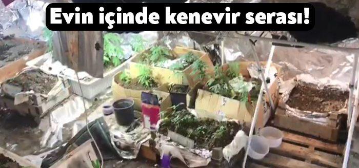 Kocaeli'nin İzmit ilçesinde narkotik polisi tarafından düzenlenen operasyonlarda çok miktarda
