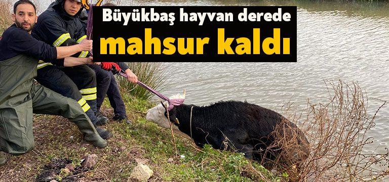 Kocaeli’de dere yatağında mahsur kalan büyükbaş hayvanı, itfaiye ekipleri kurtarılıp