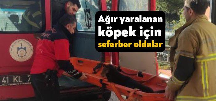 Kocaeli’de bir aracın çarpması sonucu ağır yaralanan köpek, iyileştirilip tekrar