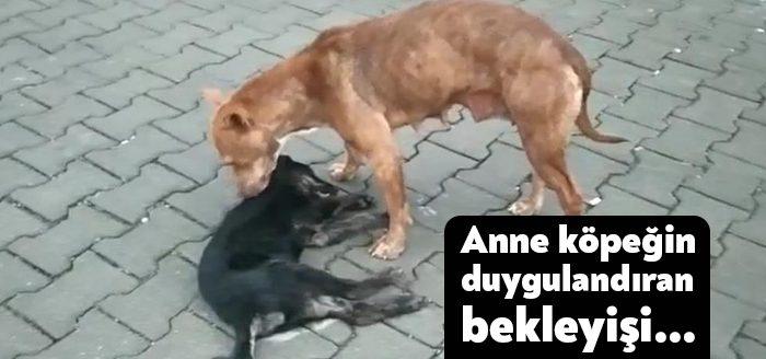 Kocaeli’nin Kartepe ilçesinde bir otomobilin çarpması sonucu yavrusu ölen köpeğin,