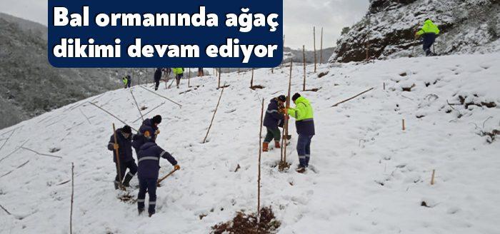 Büyükşehir, Gölcük Hisareyn’de arıların bal yapmasına uygun tipteki ıhlamur, akasya,