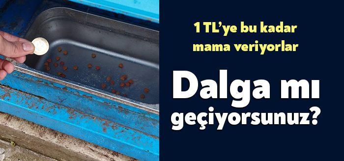 Sokak hayvanlarının beslenebilmesi için sivil toplum kuruluşları ve kamu kuruluşları