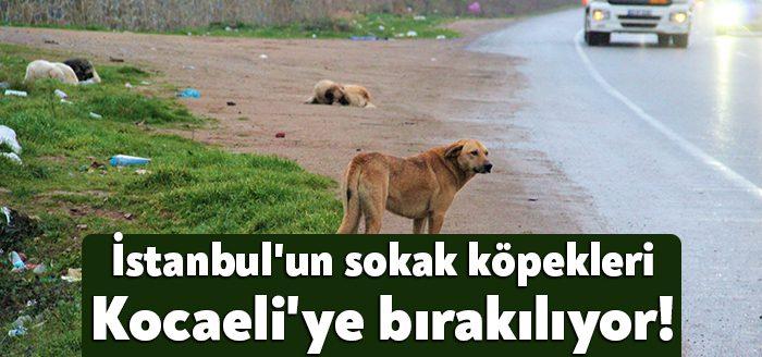 İstanbul'da toplanarak bilinçsizce Kocaeli’nin Gebze ilçesine bırakılan başıboş köpekler vatandaşların