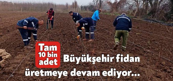 Orman Genel Müdürlüğünden alınan 10 bin adet çuha fidenin dikimini