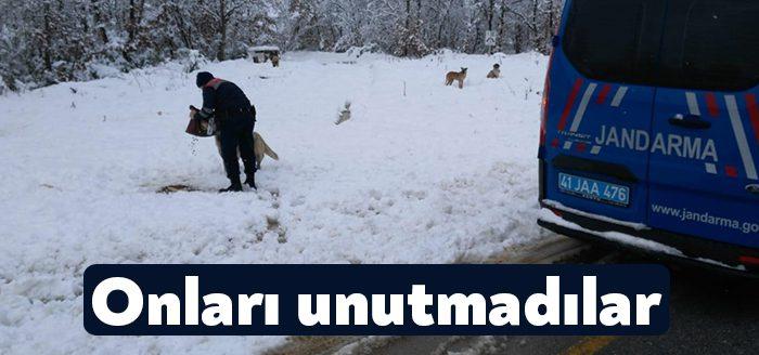 Kocaeli İl Jandarma Komutanlığı ekipleri, kış aylarında yiyecek bulmakta zorlanan