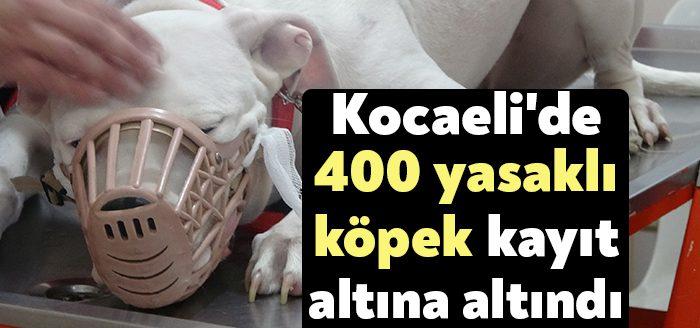 Yasaklı köpek ırklarının kayıt ettirilmesi için son güne girilirken, kanunun
