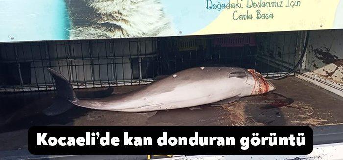 Kocaeli’nin Darıca ilçesinde ölü yunus balığı kıyıya vurdu. Yunus balığının