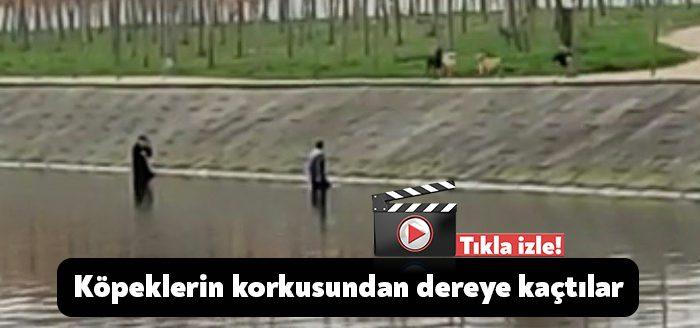 Kocaeli'de köpeklerden korkan iki kişi korkuyla dereye kaçtı. Köpekler şahısların