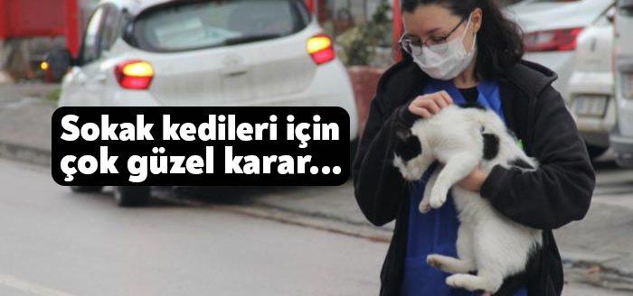 Kocaeli Veteriner Hekimler Odası, soğuktan etkilenen kediler için 'Can Dostlarımıza