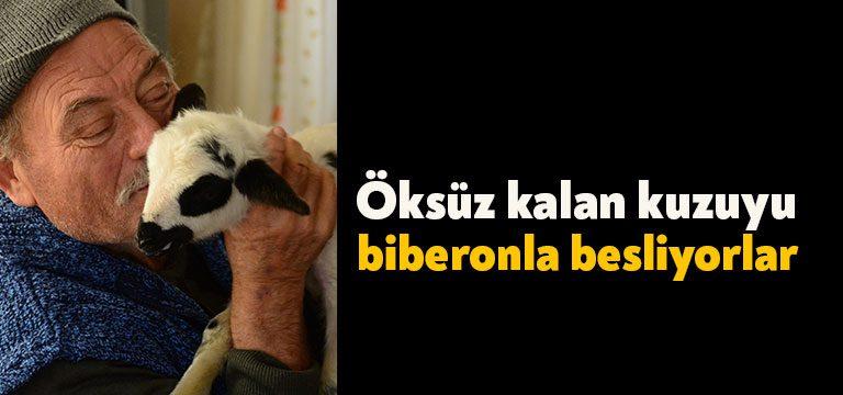 Kocaeli’de bir köyde yaşayan 65 yaşındaki adam, rahatsızlanan koyununu tedavi
