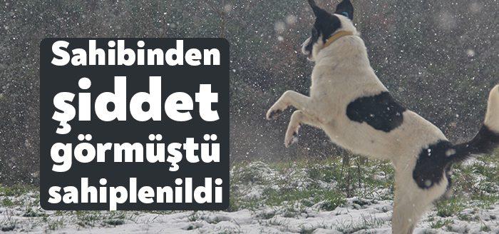 Kocaeli'de sahibinden şiddet gören "Maske" isimli köpek, erkek öğrenci yurdundaki