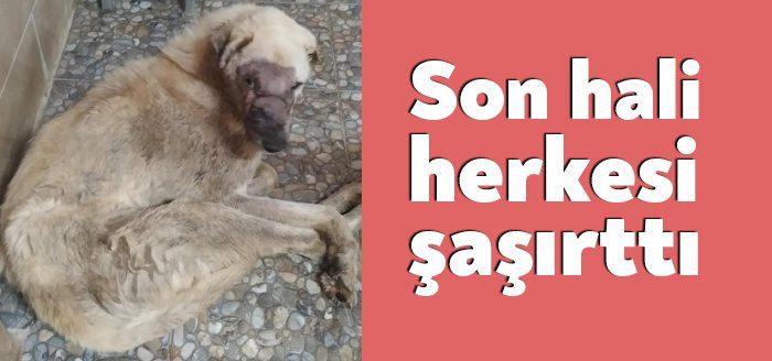 Kocaeli'de kansere yakalanan, yüzü ve gözleri yara içinde tedavi altına