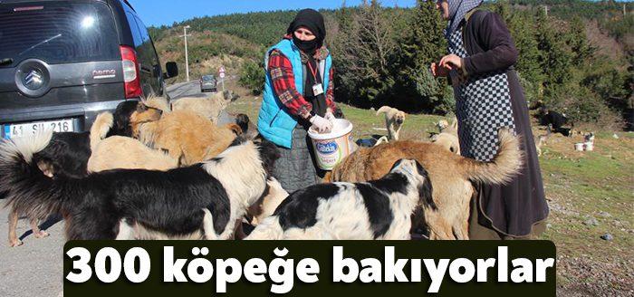 Kocaeli'de yaşayan iki ev hanımı, 300'ü aşkın sokak köpeğinin bakımını